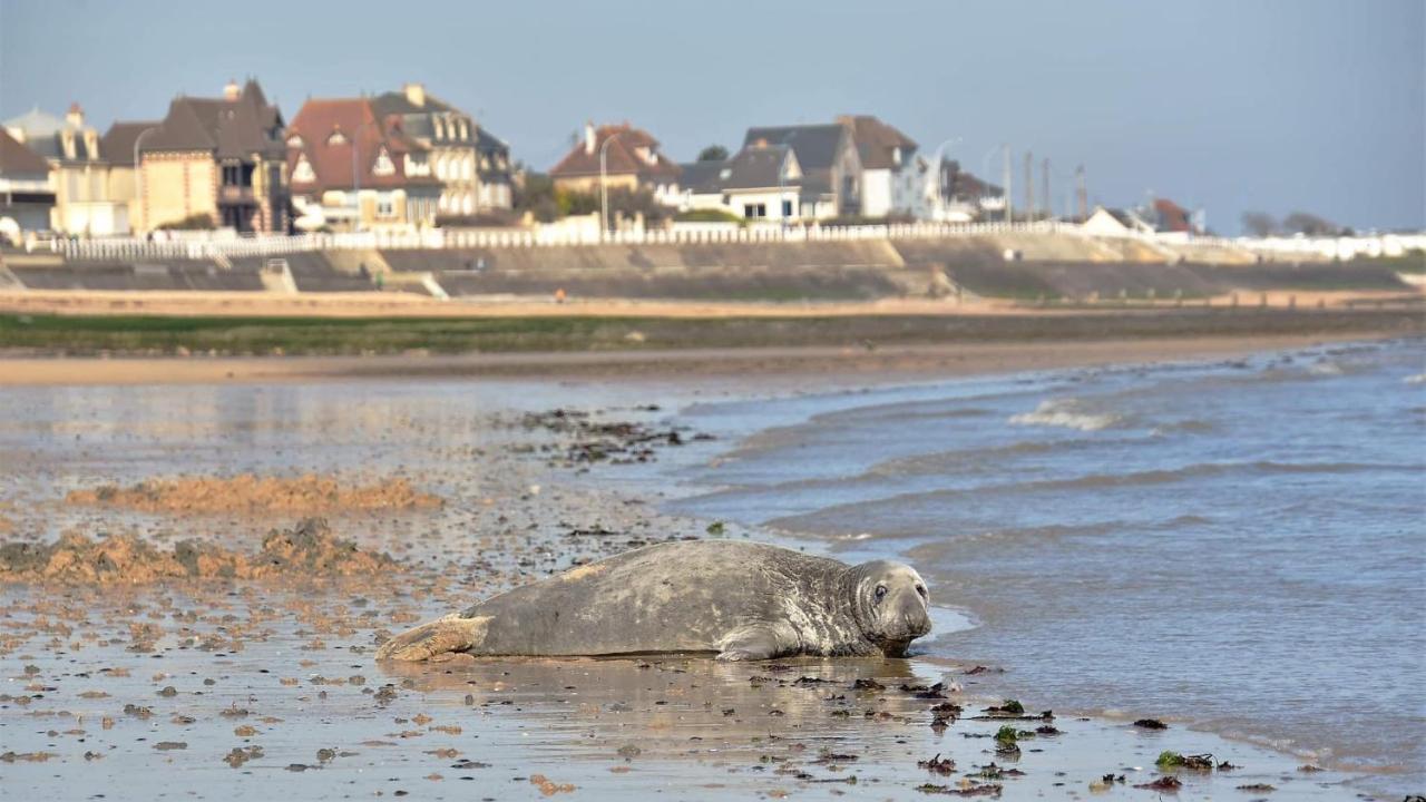 L'Appart' Du Bord De Mer 150M De La Plage Lion sur Mer Bagian luar foto
